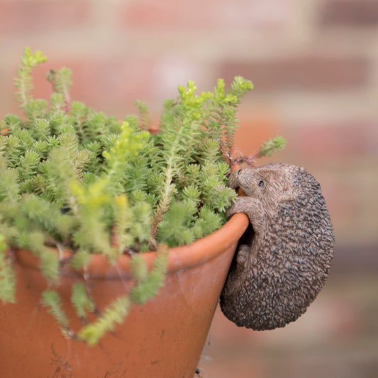 Hedgehog Pot Hanger